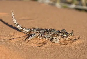 Thorny devil (Moloch horridus)