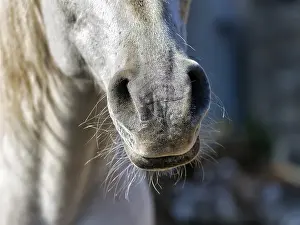 Thoroughbred Arabian, grey, close-up with nostrils