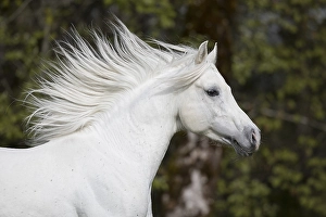 Thoroughbred Arabian grey stallion