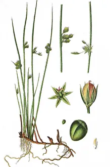 Thread rush (Juncus filiformis)