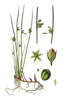 Thread rush (Juncus filiformis)