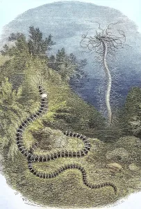 Threadworm or Northern Tendril Worm