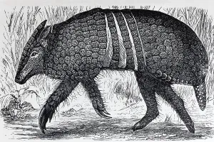 Three-banded armadillo (Tolypeutes tricinctus)
