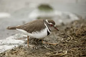 Three-banded Plover (Charadrius tricollaris)
