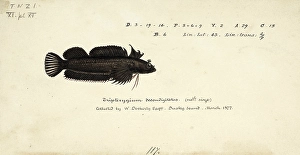 Three-fin blenny, Gilloblennius tripennis, Thripenny, Fish, Reproduction of an original, by Frank Edward Clarke (b. 1849, d. 1899), ichthyologist and scientific draughtsman