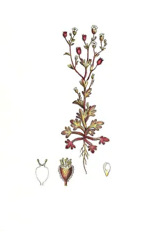 Three-fingered saxifrage (Saxifraga) tridactylites