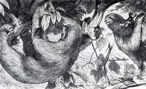 Three-fingered sloth, white-throated sloth or Ai (Bradypus tridactylus)