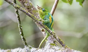 Three-horned chameleon (Trioceros jacksonii)