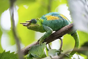 Three-horned chameleon (Trioceros jacksonii)