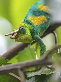 Three-horned chameleon (Trioceros jacksonii)
