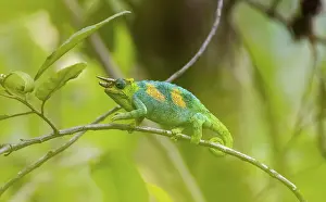 Three-horned chameleon (Trioceros jacksonii)