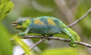 Three-horned chameleon (Trioceros jacksonii)