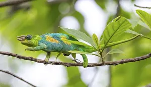 Three-horned chameleon (Trioceros jacksonii)