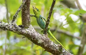 Three-horned chameleon (Trioceros jacksonii)