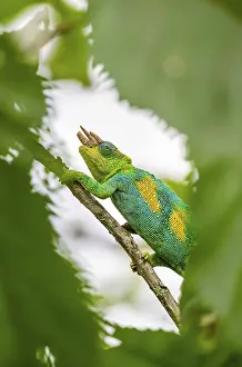 Three-horned chameleon (Trioceros jacksonii)