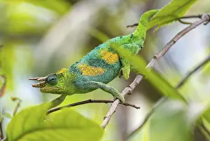 Three-horned chameleon (Trioceros jacksonii)