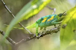 Three-horned chameleon (Trioceros jacksonii)
