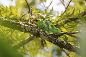 Three-horned chameleon (Trioceros jacksonii)