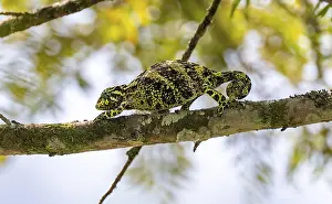 Three-horned chameleon (Trioceros jacksonii)