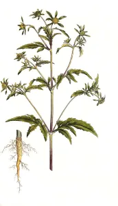Three-part bicuspid, Bidens tripartita