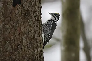 Three-toed woodpecker, male, Picoides tridactylus