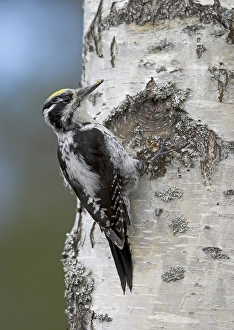 Three-toed Woodpecker (Picoides tridactylus)
