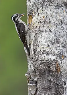 Three-toed woodpecker (Picoides tridactylus)