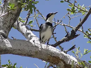 Thrush Shrike (Lanioturdus torquatus)