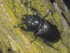 Thundergugi, firecracker, stag beetle
