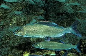 Thymallus thymallus