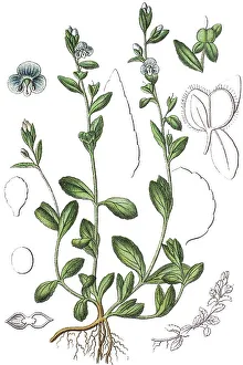 Thymeleaf or Thyme-leaved speedwell (Veronica serpyllifolia)