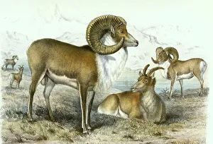 Tibetan Argali (Ovis ammon) ammon