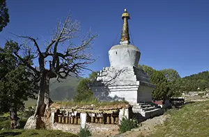 Tibetan Buddhism, centuries-old juniper trees and stupa