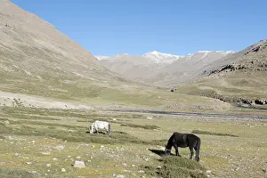 Tibetan Buddhism, grazing horses