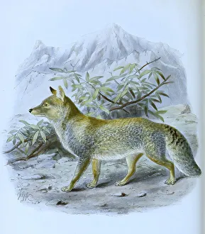 Tibetan fox (Vulpes ferrilata)