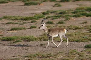 Tibetan Gazelle (Procapra picticaudata) adult male