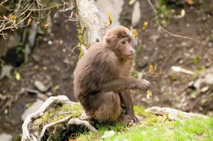 The Tibetan Macaque (Macaca thibetana)