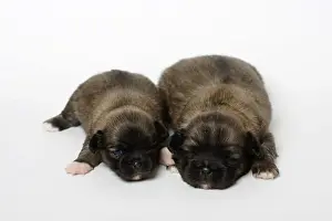Tibetan Spaniel, Puppies, 14 Days