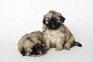 Tibetan Spaniel, puppies, 5 weeks