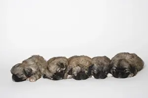 Tibetan Spaniel, puppies, 5 weeks