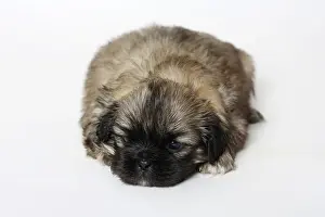 Tibetan Spaniel, puppy, 4 weeks