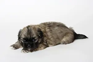 Tibetan Spaniel, puppy, 4 weeks
