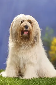 Tibetan Terrier