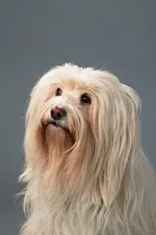 Tibetan Terrier