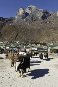 Tibetan yak caravane at Sherpa village Khumjung