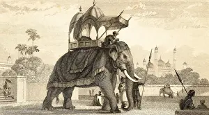 Tied elephant in park, India, outdoors
