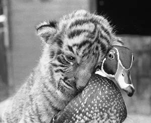 Tiger baby cuddles with duck, England