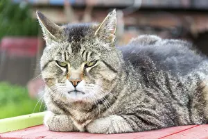 Tiger cat