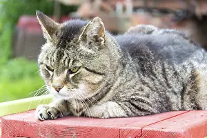 Tiger cat