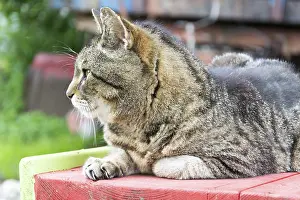 Tiger cat